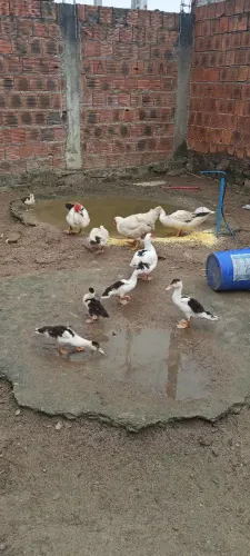 Patos adulto e filhotes