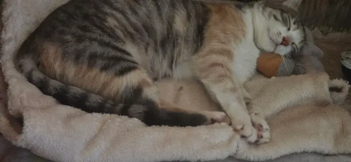 Gatinha para doação 