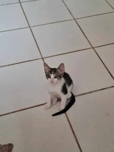 Gatos para Adoção