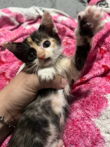 Gata pra adoção