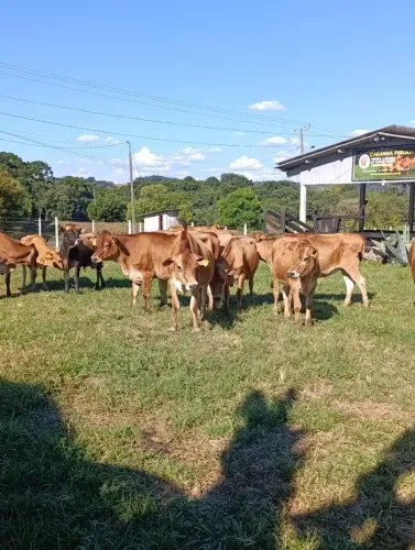 Venda de novilhas Jersey Cabanha Piroli 