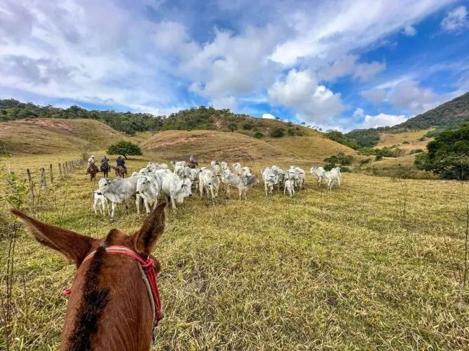 Fazenda de Alto Padrão à Venda em Antônio Dias MG | 896,73 Hectares | Pecuária Completa |