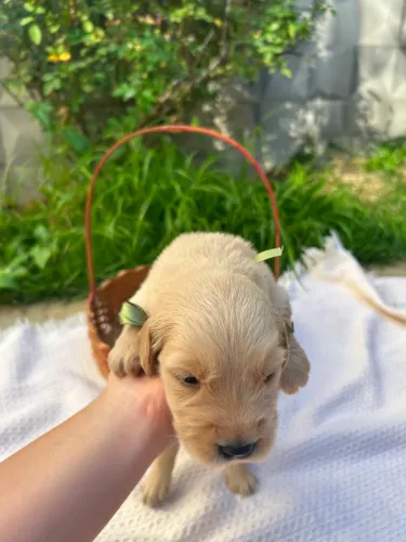 Filhotes De Golden Retriever