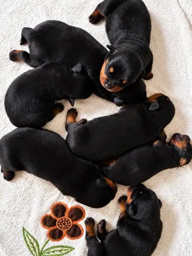 Filhotes de Rottweiler com Pedigree - Machos e Fêmeas