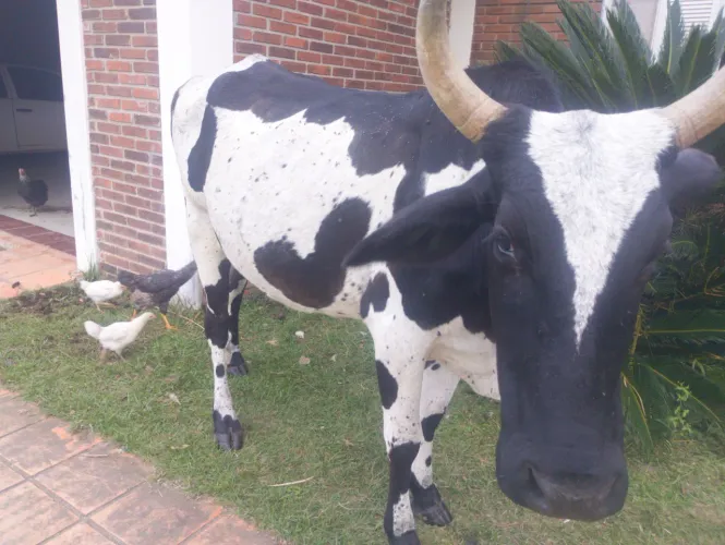 Vendo essa vaca 