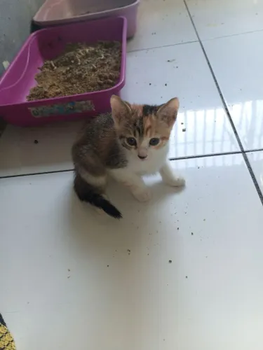 Gatinho dócil para doação