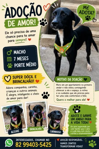 Cachorro para Doação
