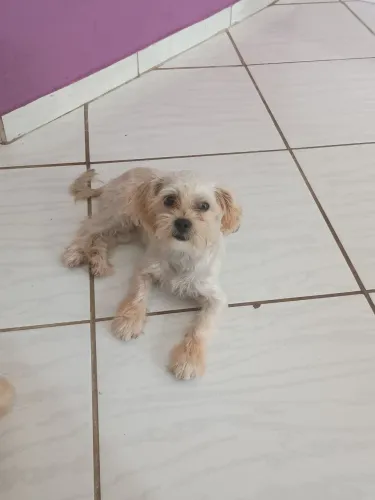 Fêmea poodle 5 meses