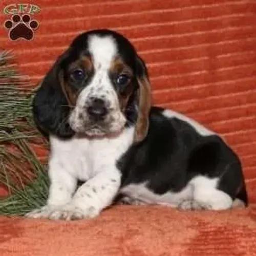 Basset Hound Macho/Fêmea - Pronta Entrega Hoje