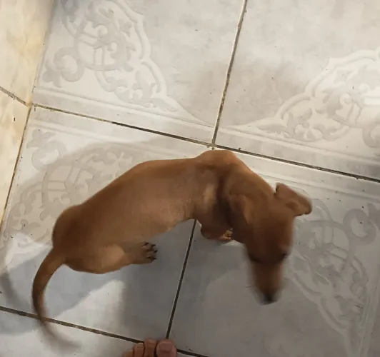 Vendo bacet macho