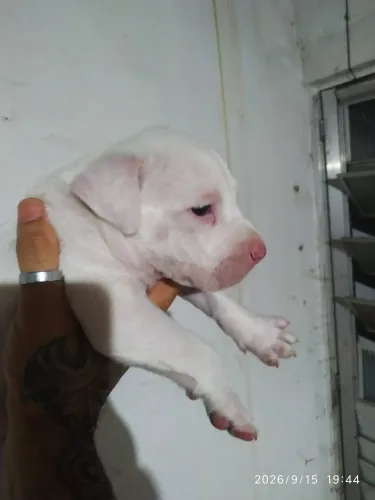 vendo cadela Pitbull 450$