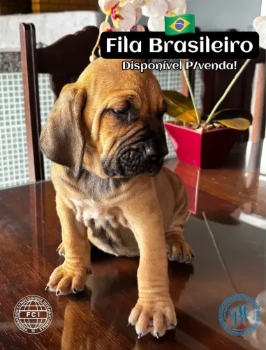 Lindos filhotes de fila brasileito c pedigree
