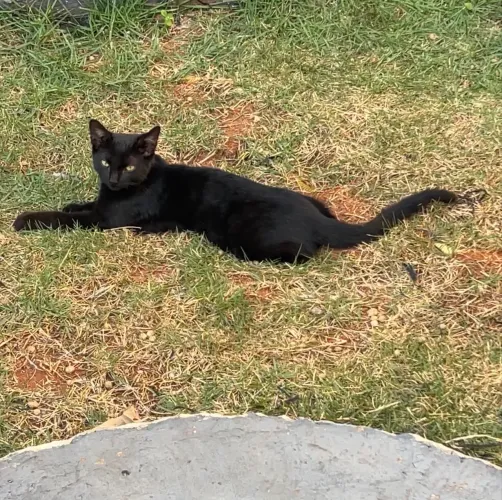 gatinho preto extremamente dócil filhote