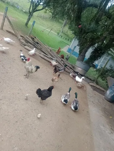 Marrecos a venda macho 
