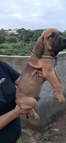 FILA BRASILEIRO, FILHOTES A VENDA