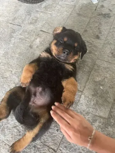 Rottweiler Filhotes disponíveis para novos começos