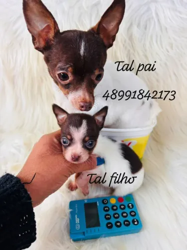 Lindo machinho de pinscher com chihuahua