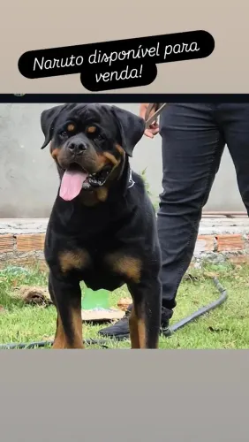 Rottweiler 