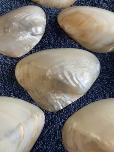 CONCHA DE OSTRA POLIDA P BIFE 