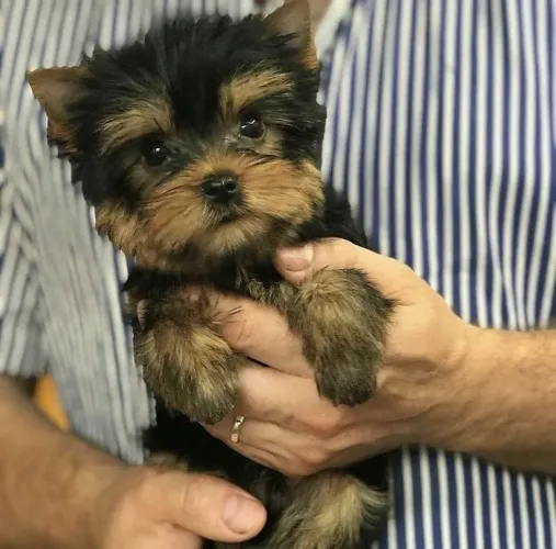 Filhotes Yorkshire fofos guardiões cheios de amor e alegria