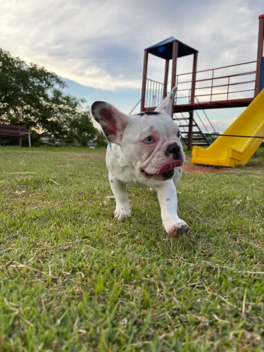 Bulldog francês 