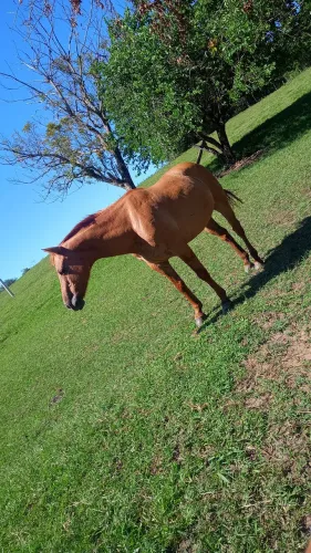 Cavalo 