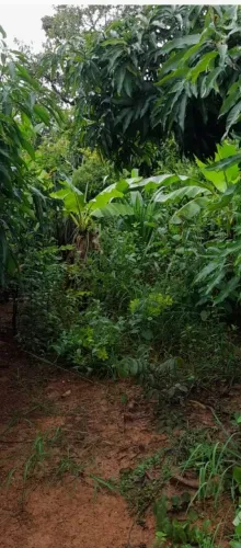 Sitio 27 Hectares,45 Minutos Major Prates...Agua De Rio Energia Eletrica...229.998.00