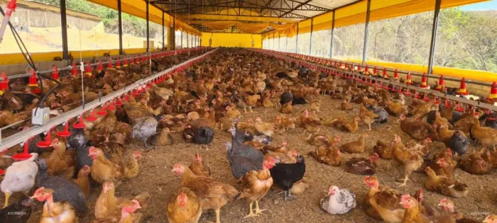 Frango, Franga, Galinha - Galinha-d'angola, Caipirão, Label Rouge, Pescoço pelado