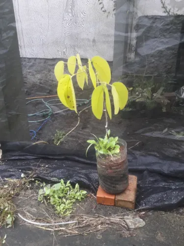 Muda de Jatobá verdadeiro Porto Alegre RS