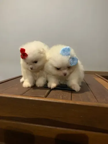 Duas filhotes de Spitz Alemão branca