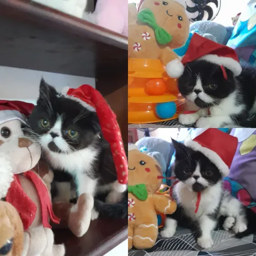 Menino persa exótico,  um bonequinho. 