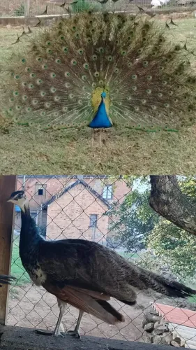 Aves para sítio 