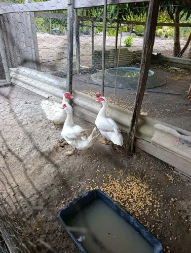 Patos Brancos.