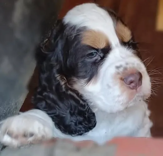 Cocker Spaniel Inglês- Último machinho disponível 