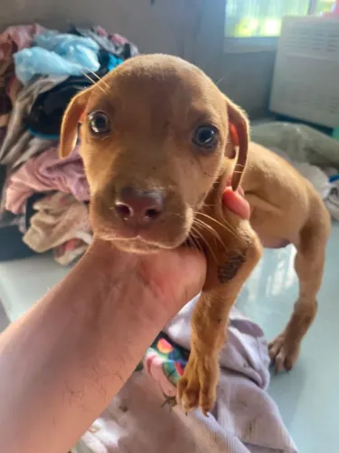 Filhote de pitbul fêmea 