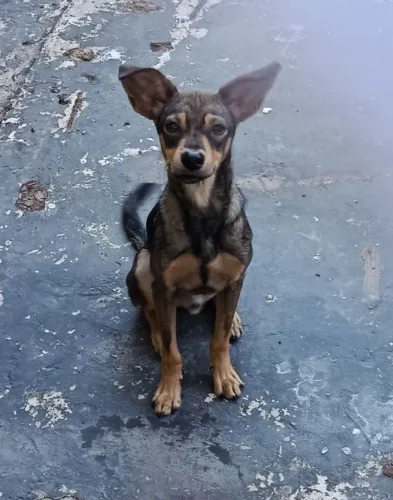 Doa-se cachorro 