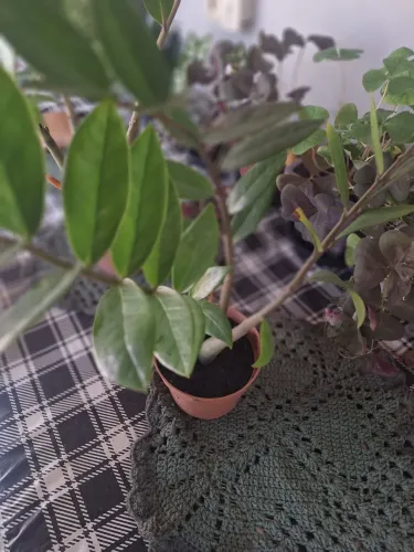 Muda de zamioculcas 