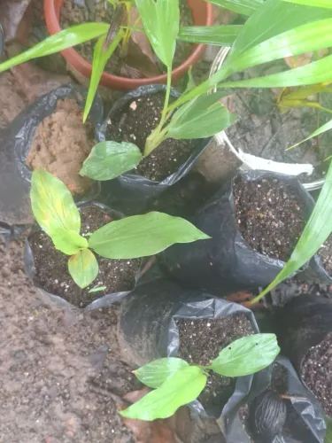 Muda d Açafrão Curcuma