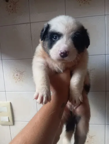 Cachorrinhos filhotes para adoção 