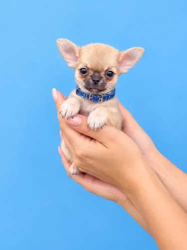 Chihuahua machos longo e curto pedigree pequeninos