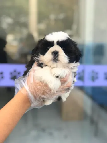 Shih Tzu Saudável e Vacinado | Loja Física Especializada
