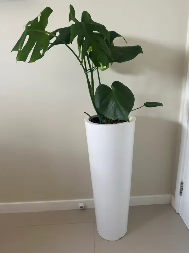 Vaso, planta natural,