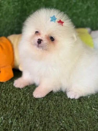 Lulu da pomerania ursinho bibelô