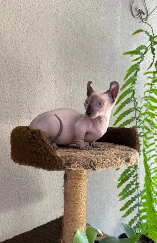 Filhote Sphynx Dwelf Fêmea Mine