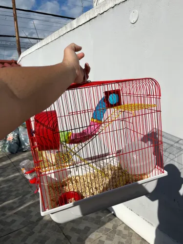 Gaiola de hamster + hamster filhote 