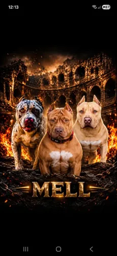Filhotes de PIT MONTER'S EM BREVE