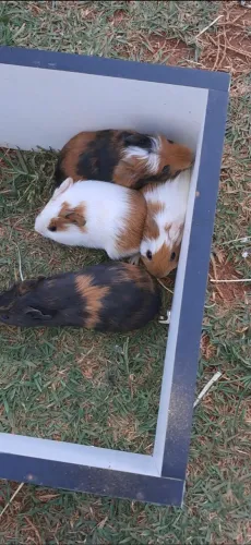 Porquinho da Índia