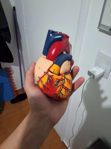 Coração modelo anatômico- envio 
