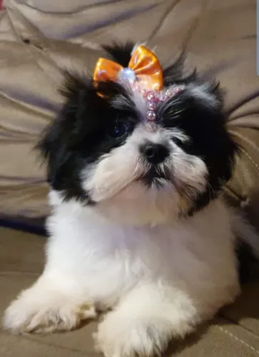 Linda fêmea de Shih tzu disponível