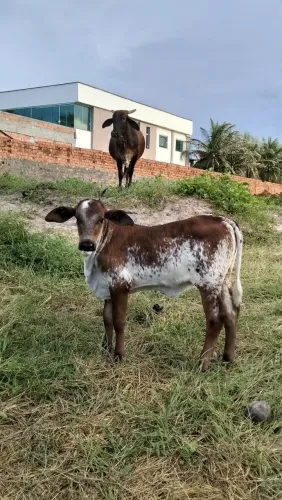 VACA COM BEZERRA 3 MESES